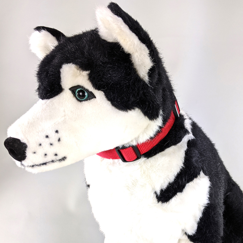 ハスキー犬モデルがIsson製の赤いペット首輪を着用